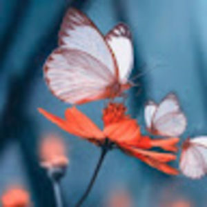 Meet your Posher, Ashleigh